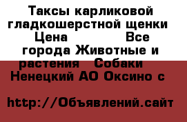 Таксы карликовой гладкошерстной щенки › Цена ­ 20 000 - Все города Животные и растения » Собаки   . Ненецкий АО,Оксино с.